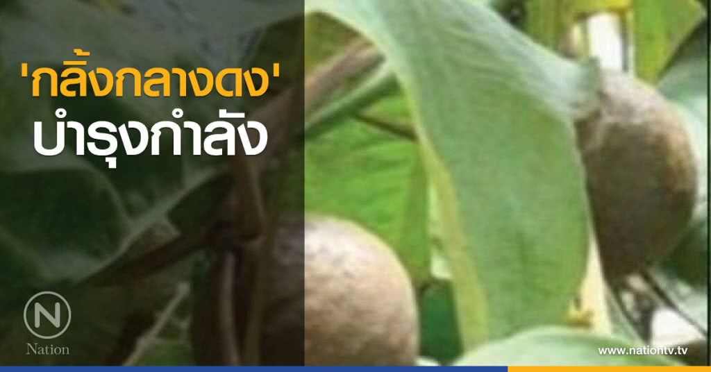 'กลิ้งกลางดง' บำรุงกำลัง 'กลิ้งกลางดง' บำรุงกำลัง