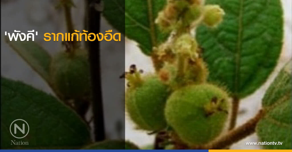 'พังคี' รากแก้ท้องอืด 'พังคี' รากแก้ท้องอืด