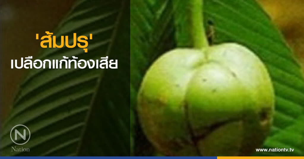 'ส้มปรุ' เปลือกแก้ท้องเสีย 'ส้มปรุ' เปลือกแก้ท้องเสีย