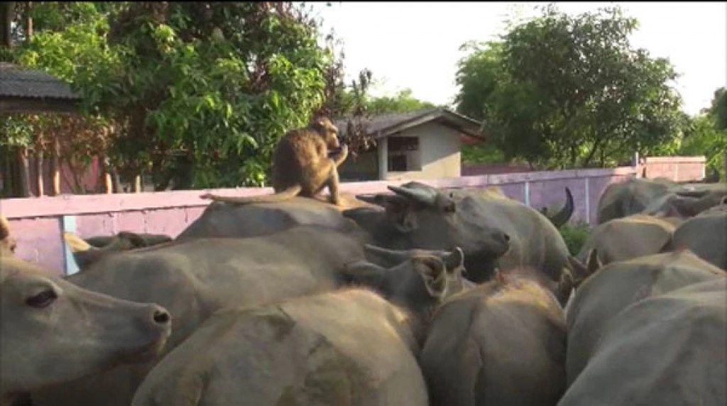 ลิงแสนรู้ช่วยเลี้ยงควาย ลิงแสนรู้ช่วยเลี้ยงควาย