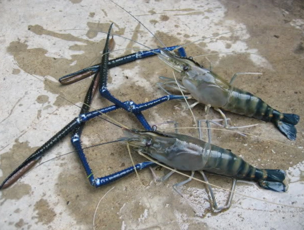 อากาศแปรปรวน กุ้งน็อคน้ำ! ชาวบ้านเดือดร้อนหนัก