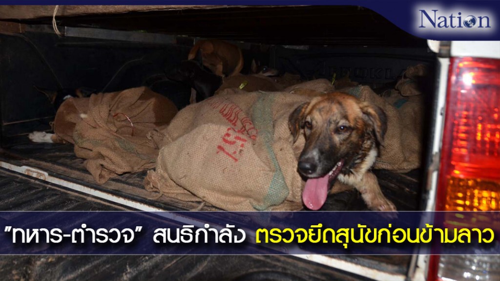 "ทหาร-ตำรวจ" สนธิกำลัง ตรวจยึดสุนัขก่อนข้ามลาว "ทหาร-ตำรวจ" สนธิกำลัง ตรวจยึดสุนัขก่อนข้ามลาว