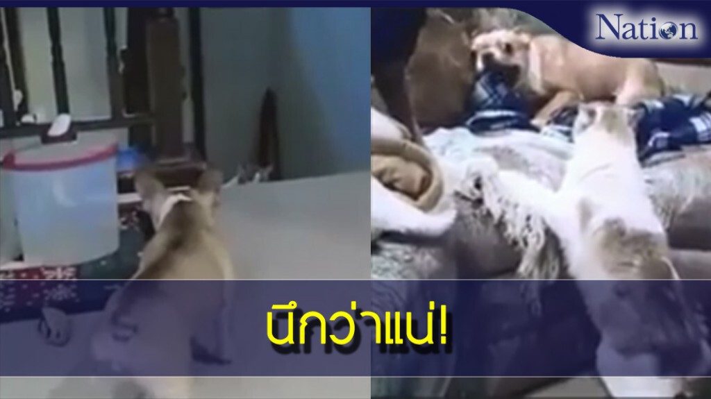 คลิป สัตว์โลกน่ารัก "นึกว่าแน่!"