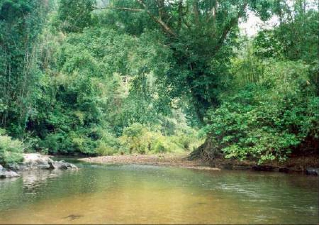 ชาวบ้าน "พิชัยพัฒนา" ร้อง ให้ตรวจสอบผู้มีอิทธิพลตัดไม้ป่าสาธารณะ