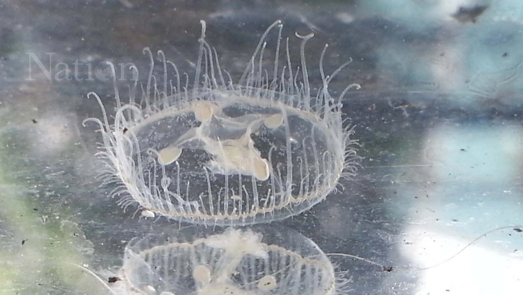 พบ "แมงกะพรุนน้ำจืด" หายาก! นับร้อยตัวโผล่บ่อเลี้ยงปลาสวยงาม พบ "แมงกะพรุนน้ำจืด" หายาก! นับร้อยตัวโผล่บ่อเลี้ยงปลาสวยงาม