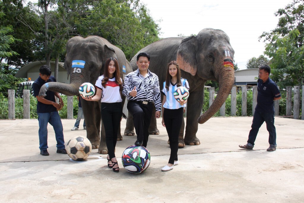 "ไนท์ซาฟารี" นำช้างร่วมทายผลบอลโลก "ไนท์ซาฟารี" นำช้างร่วมทายผลบอลโลก