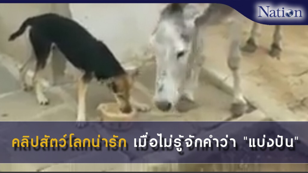 คลิปสัตว์โลกน่ารัก เมื่อไม่รู้จักคำว่า "แบ่งปัน"
