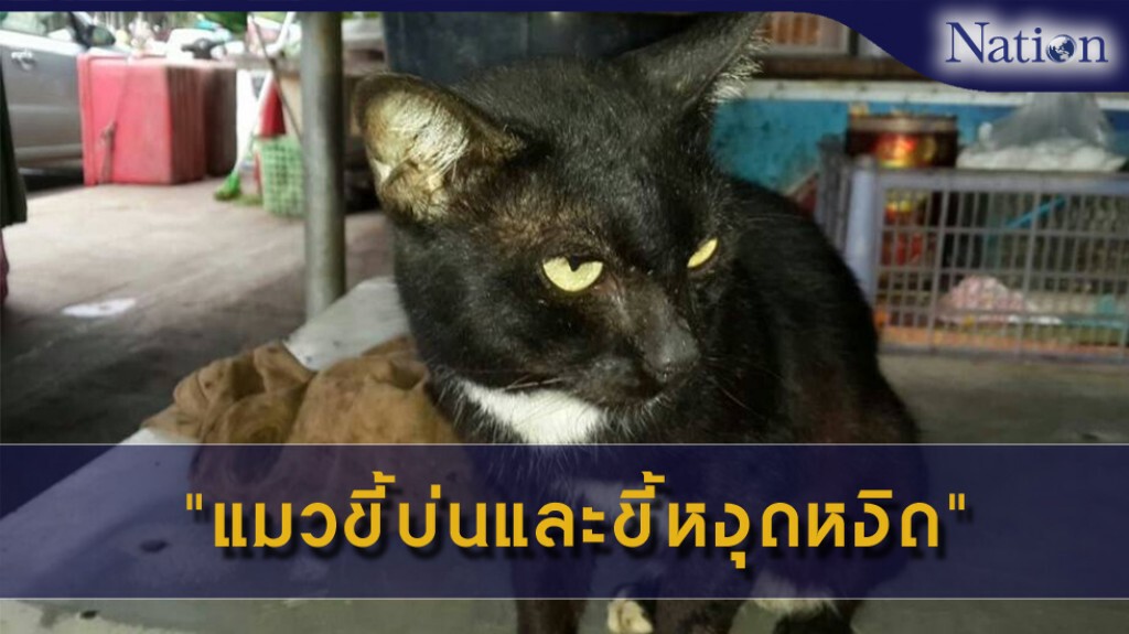 ชาวบ้านชื่นชมแมวเพศผู้สีดำ มีชื่อว่า เจ้าย้งยี้ ชอบทำปากขมุบขมิบและมีเสียงขู่คล้ายคนมีอารมณ์หงุดหงิดและขี้บ่น