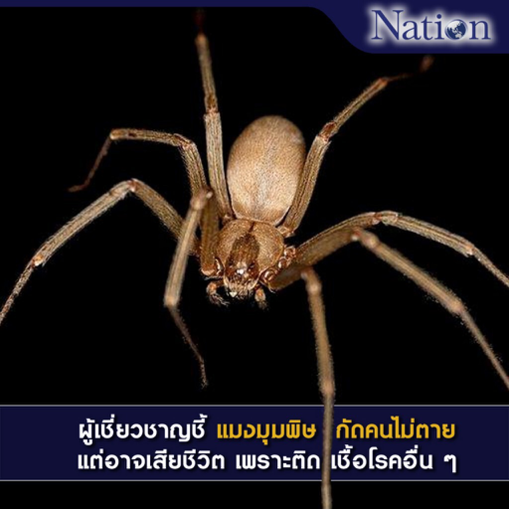ผู้เชี่ยวชาญชี้ แมงมุมพิษกัดคนไม่ตาย แต่อาจเสียชีวิต เพราะติดเชื้อโรคอื่นๆ
