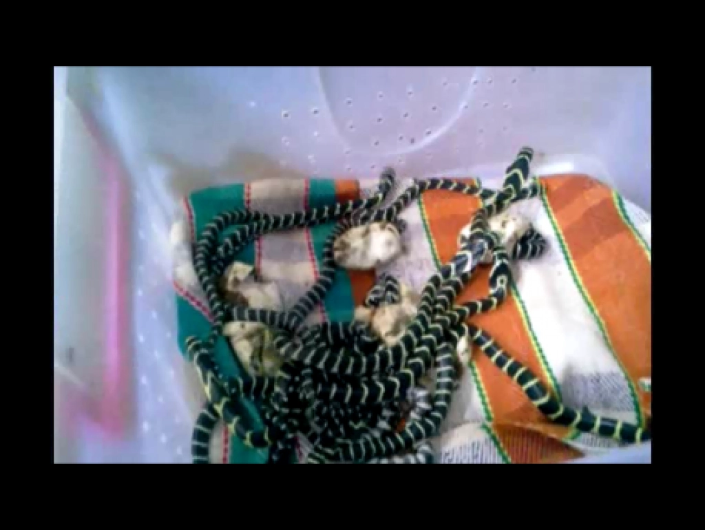 ชาวบ้านน้ำพองปลื้ม งูจงอางฟักไข่ได้ลูกเป็นฝูง ชาวบ้านน้ำพองปลื้ม งูจงอางฟักไข่ได้ลูกเป็นฝูง