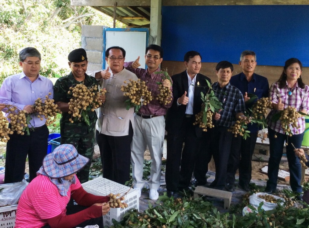 ทหารออกตรวจสวนลำไย-จุดรับซื้อหลังชาวสวนกังวลผลผลิตล้น-ราคาอาจตกต่ำ