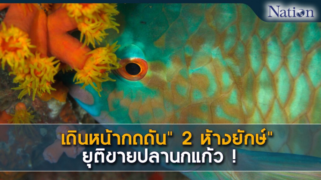เดินหน้ากดดัน" 2 ห้างยักษ์" ยุติขายปลานกแก้ว ! เดินหน้ากดดัน" 2 ห้างยักษ์" ยุติขายปลานกแก้ว !