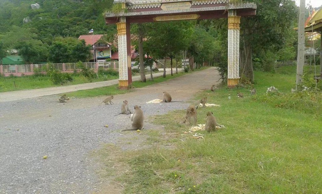 ชาวบ้านขวางจับลิงลพบุรีนำไปอนุบาลที่ "นครนายก" ชาวบ้านขวางจับลิงลพบุรีนำไปอนุบาลที่ "นครนายก"