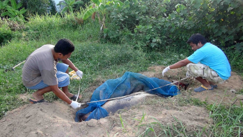 พบ "โลมาอิรวดี" เพศผู้อายุ 15 ปี ในทะเลสาบตายอีก 1 ตัว