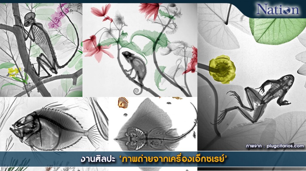 งานศิลปะ 'ภาพถ่ายจากเครื่องเอ็กซเรย์' งานศิลปะ 'ภาพถ่ายจากเครื่องเอ็กซเรย์'