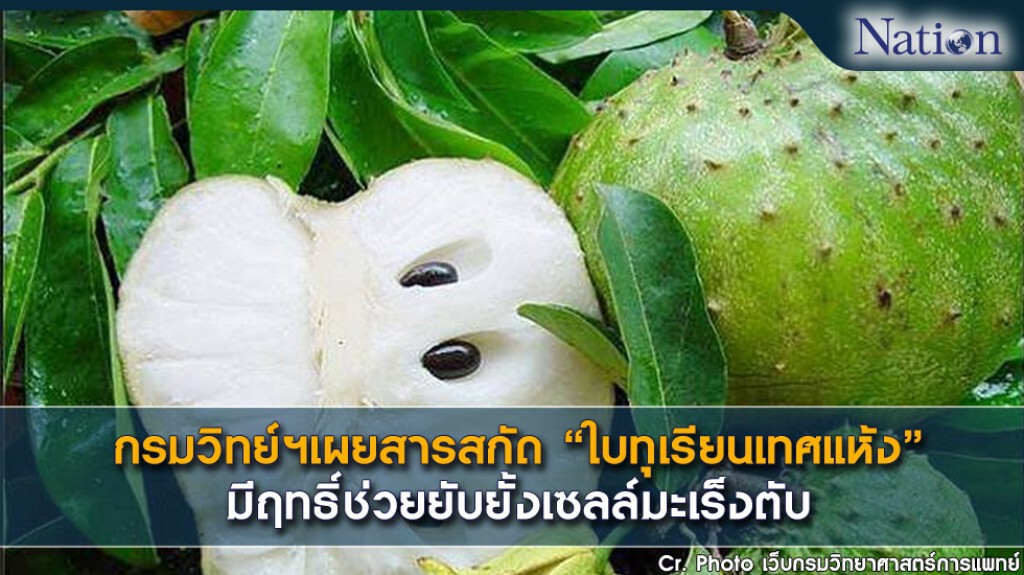 กรมวิทย์ฯเผย สารสกัด "ใบทุเรียนเทศแห้ง" มีฤทธิ์ช่วยยับยั้งเซลล์มะเร็งตับ
