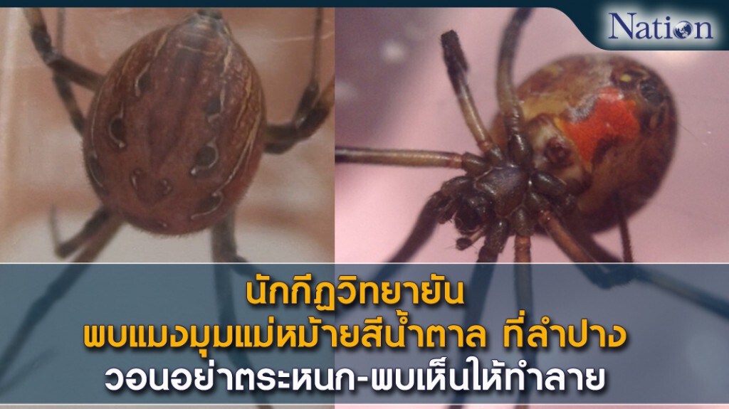 นักกีฏวิทยายัน พบแมงมุมแม่หม้ายสีน้ำตาล ที่ลำปาง วอนอย่าตระหนก-พบเห็นให้ทำลาย