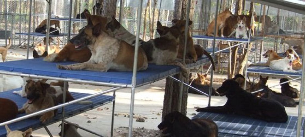 ตรังพบโรคพิษสุนัขบ้า รายแรกของปีนี้ ตรังพบโรคพิษสุนัขบ้า รายแรกของปีนี้