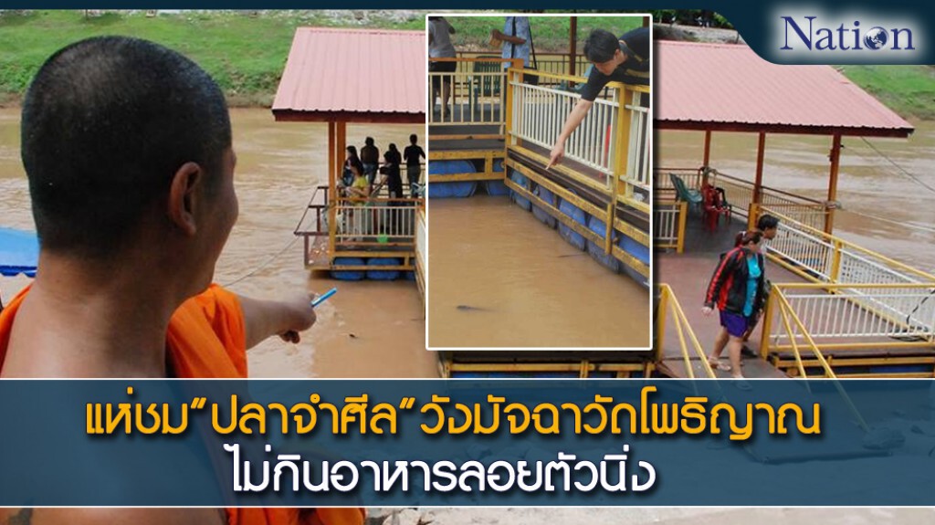 แห่ชม "ปลาจำศีล" วังมัจฉา ไม่กินอาหารลอยตัวนิ่ง