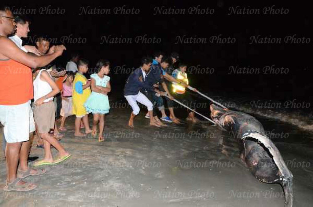 สลด พบวาฬบรูด้าเกยหาดหัวหิน