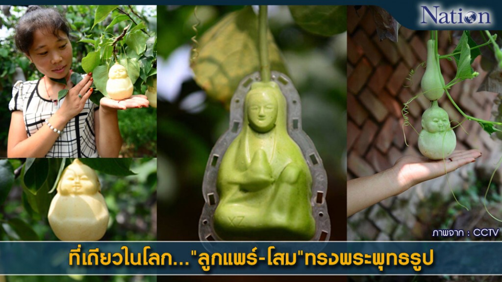 ที่เดียวในโลก..."ลูกแพร์-โสม" ทรงพระพุทธรูป ที่เดียวในโลก..."ลูกแพร์-โสม" ทรงพระพุทธรูป