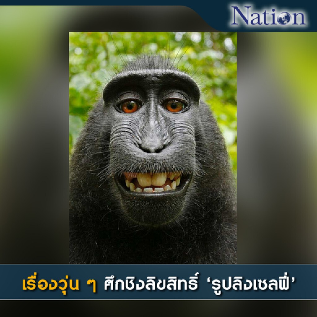 เรื่องวุ่น ๆ ศึกชิงลิขสิทธิ์ "รูปลิงเซลฟี่" เรื่องวุ่น ๆ ศึกชิงลิขสิทธิ์ "รูปลิงเซลฟี่"