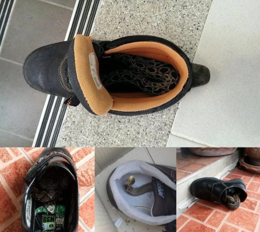 เตือนภัยหน้าฝน ! ระวังสัตว์มีพิษหลบซ่อนในรองเท้าหรือตามมุมอับ