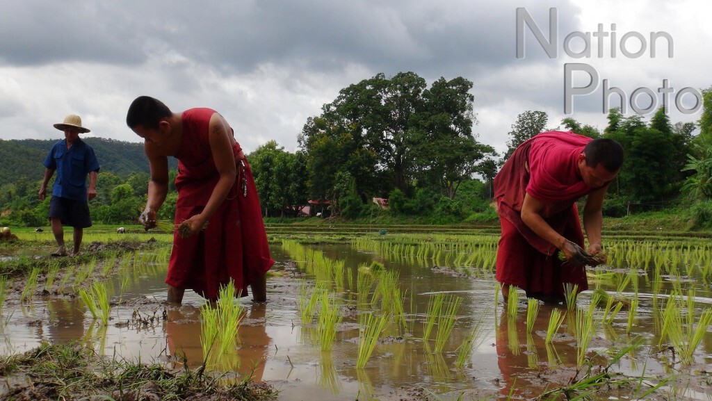 พระสงฆ์วัดบ้านปง ทำนาปลูกข้าวแจกชาวบ้านเลี้ยงพระเณร