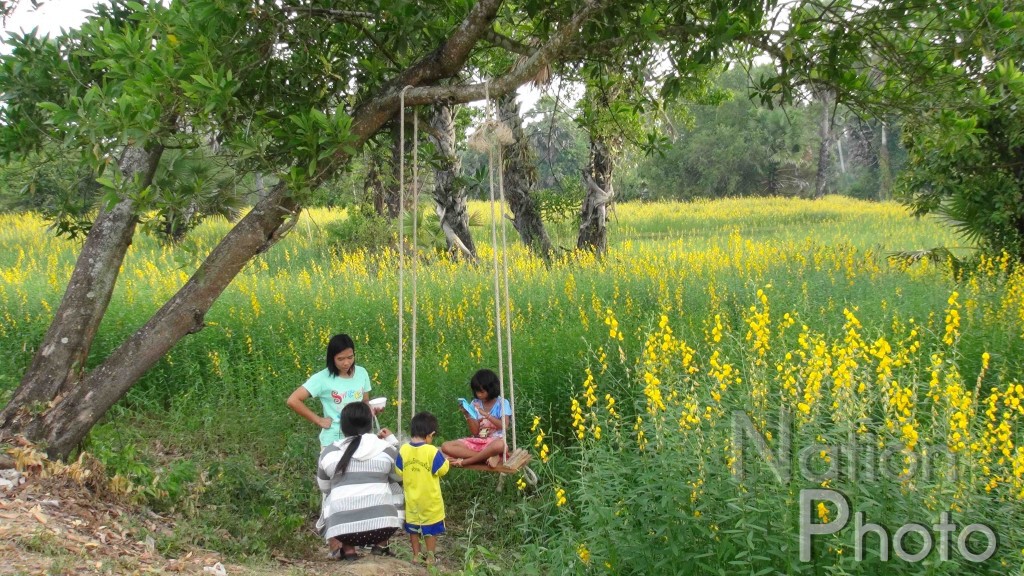 "ดอกปอเทือง" บานสะพรั่งเต็มท้องทุ่งนา บ้านรำแดง