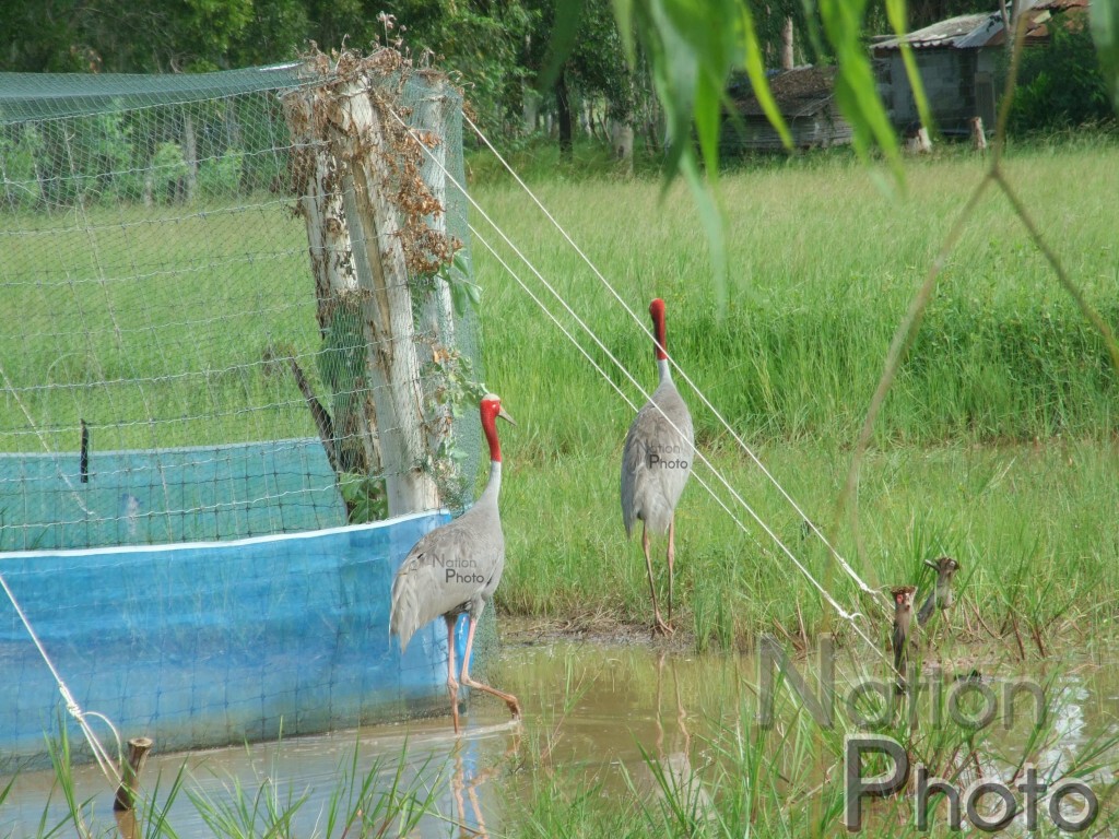 "นกกระเรียน" ที่เพาะเลี้ยงในที่ชุ่มน้ำ วางไข่แล้ว