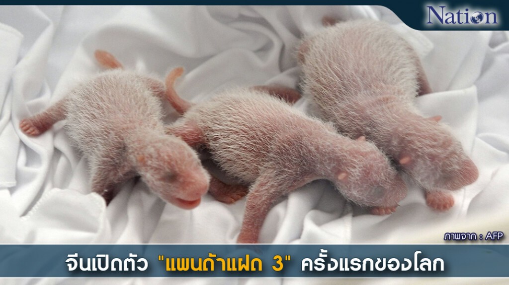 จีนเปิดตัว "แพนด้าแฝด 3" ครั้งแรกของโลก