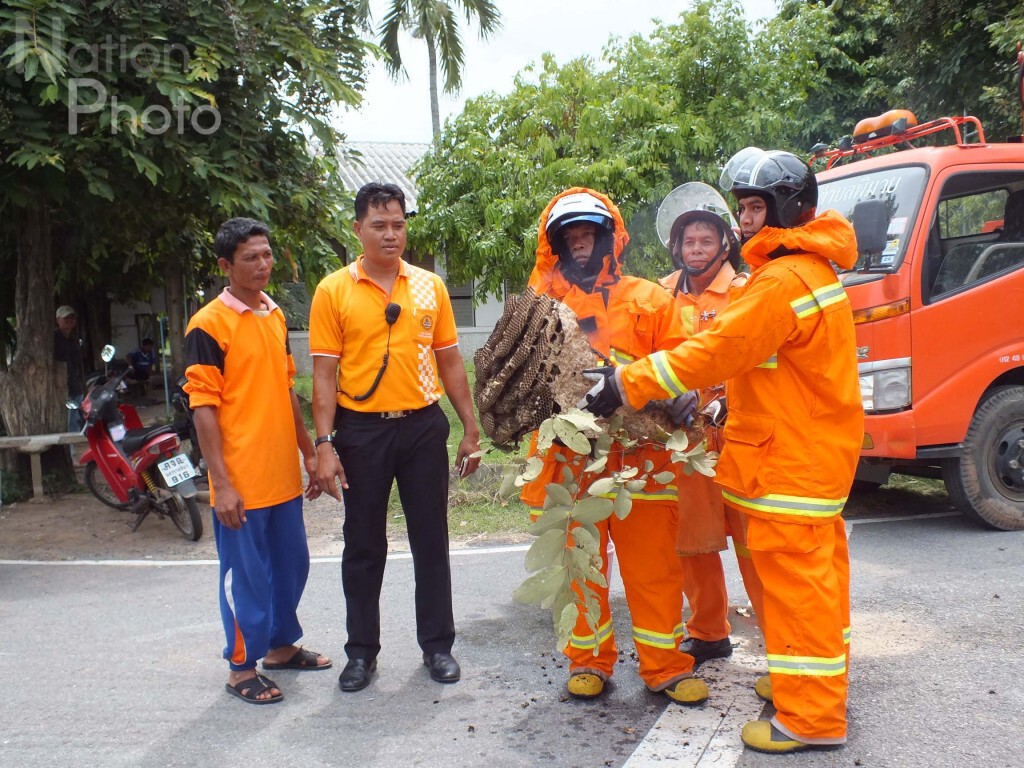 เจ้าหน้าที่พ่นไฟทำลายรังต่อหัวเสือ เจ้าหน้าที่พ่นไฟทำลายรังต่อหัวเสือ