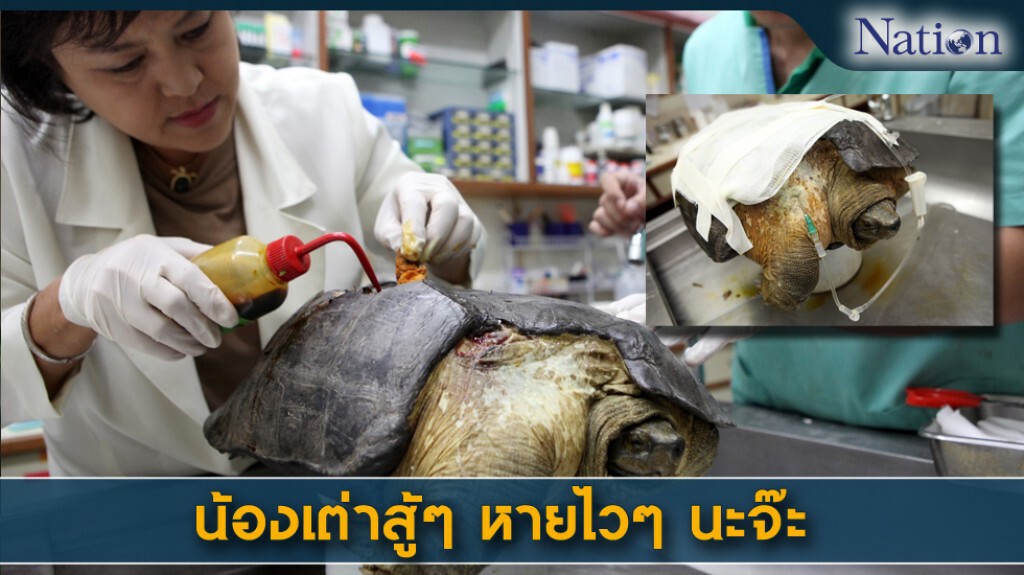 น้องเต่าถูกรถทับกระดองแตก คาดใช้เวลารักษา 6 เดือน น้องเต่าถูกรถทับกระดองแตก คาดใช้เวลารักษา 6 เดือน
