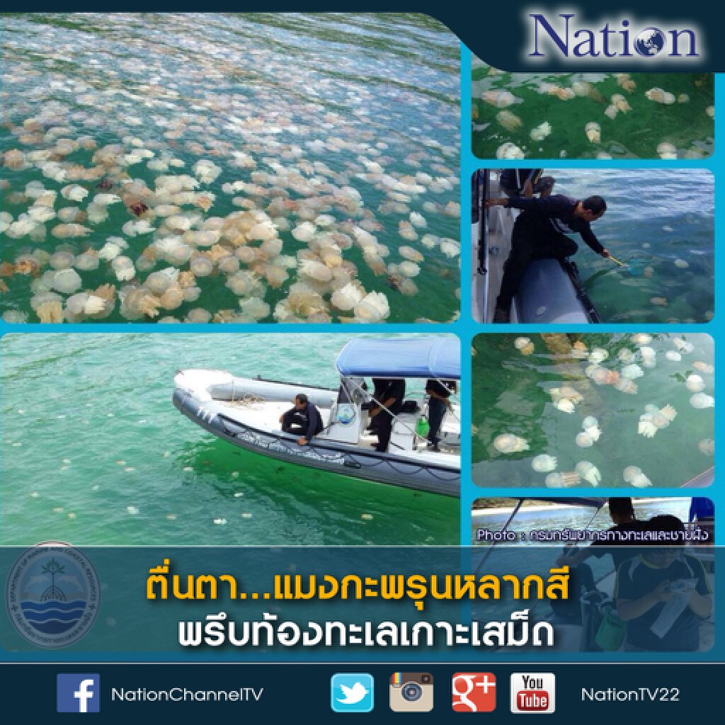 ตื่นตา...แมงกะพรุนหลากสี พรึบท้องทะเลเกาะเสม็ด ตื่นตา...แมงกะพรุนหลากสี พรึบท้องทะเลเกาะเสม็ด