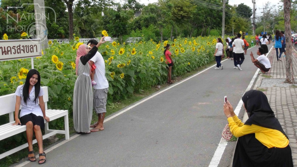 ทุ่งทานตะวัน กลางเมืองสงขลา ใกล้แหลมสมิหลา ทุ่งทานตะวัน กลางเมืองสงขลา ใกล้แหลมสมิหลา