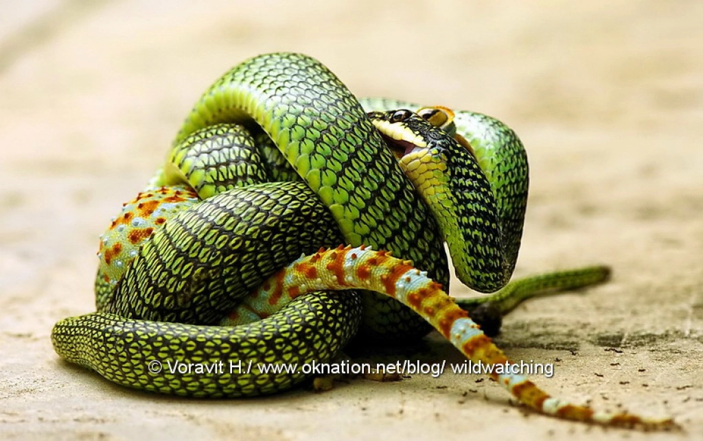 "ถ้าดื้อมาก ระวังตุ๊กแก จะมากินตับ!" ความเชื่อโบราณสู่ปัจจุบัน