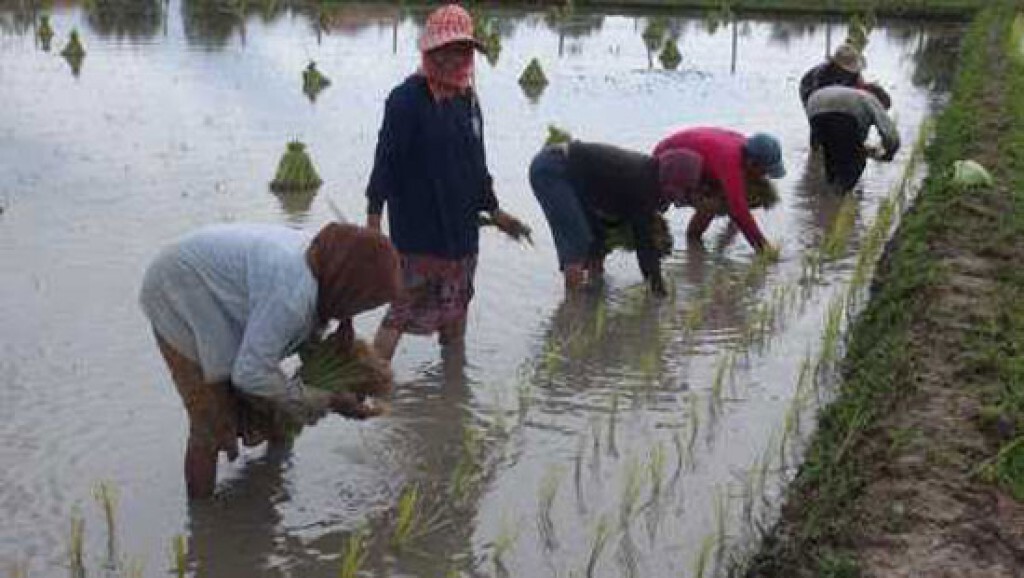 ชาวบ้านพลิกนาร้างทำนา ปลูกข้าวแทนยาง ชาวบ้านพลิกนาร้างทำนา ปลูกข้าวแทนยาง