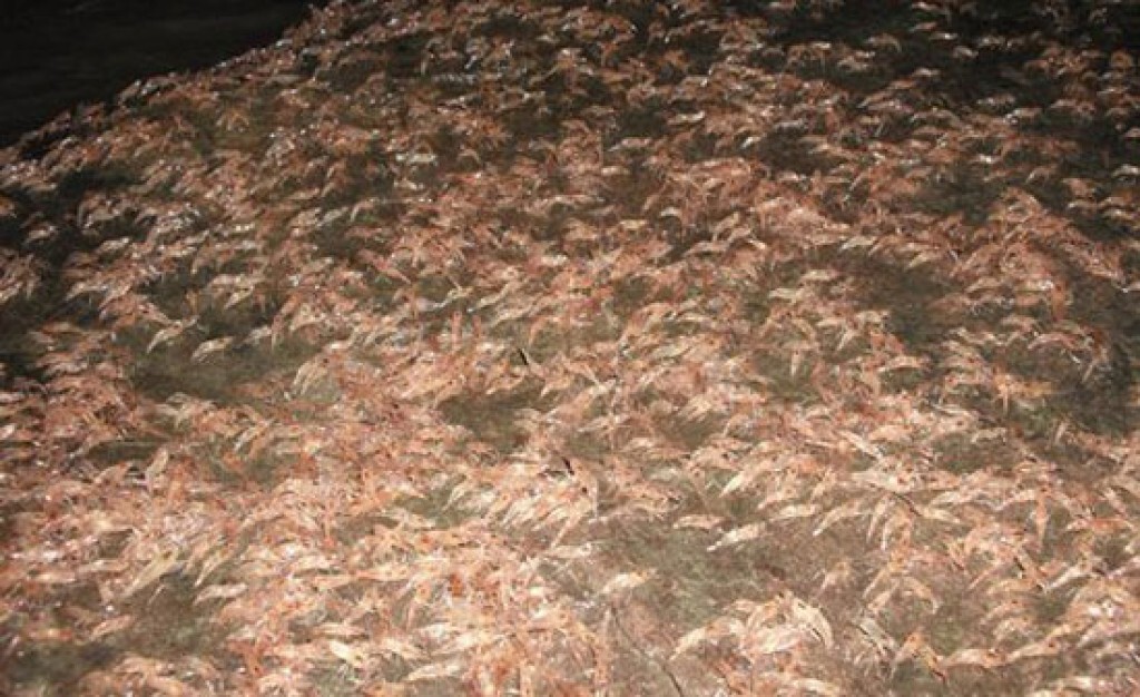 นักท่องเที่ยวตื่นตา กุ้งเดินขบวน นักท่องเที่ยวตื่นตา กุ้งเดินขบวน
