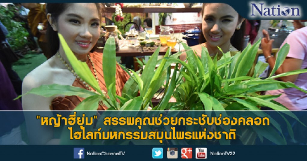 "หญ้าฮี่ยุ่ม" ไฮไลท์มหกรรมสมุนไพรแห่งชาติ "หญ้าฮี่ยุ่ม" ไฮไลท์มหกรรมสมุนไพรแห่งชาติ
