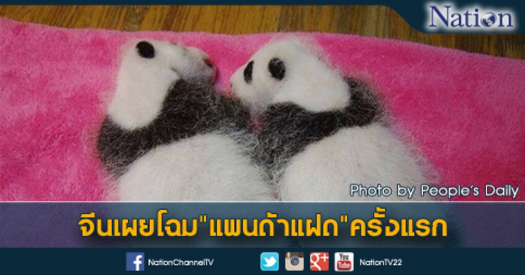 จีนเผยโฉม"แพนด้าแฝด"ครั้งแรก จีนเผยโฉม"แพนด้าแฝด"ครั้งแรก