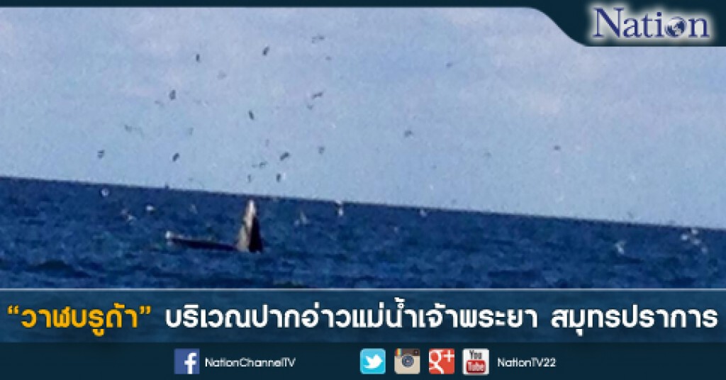พบ "วาฬบรูด้า" บริเวณปากอ่าวแม่น้ำเจ้าพระยา
