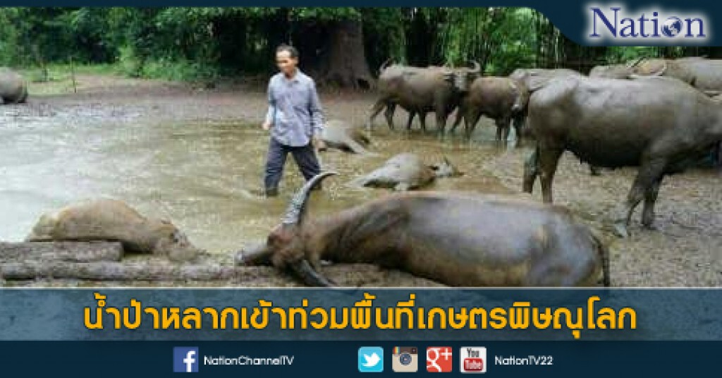 น้ำป่าหลากเข้าท่วมพื้นที่เกษตรพิษณุโลก น้ำป่าหลากเข้าท่วมพื้นที่เกษตรพิษณุโลก