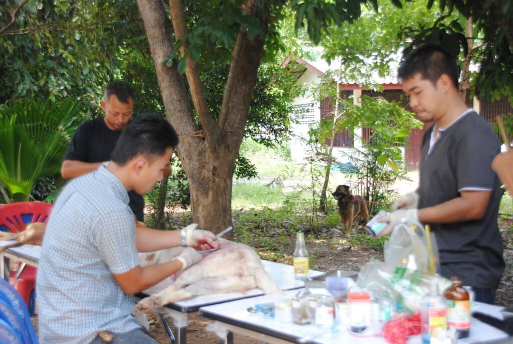 ผวาโรคพิษสุนัขบ้าระบาด หลังตัดหัวหมาส่งพิสูจน์พบติดเชื้อบ้า