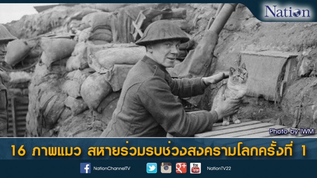 16 ภาพแมว สหายร่วมรบช่วงสงครามโลกครั้งที่ 1