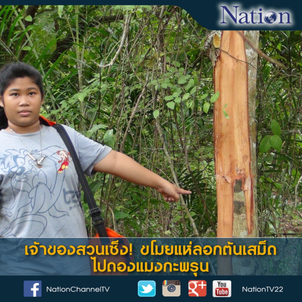เจ้าของสวนเซ็ง! ขโมยแห่ลอกต้นเสม็ด ไปดองแมงกะพรุน เจ้าของสวนเซ็ง! ขโมยแห่ลอกต้นเสม็ด ไปดองแมงกะพรุน