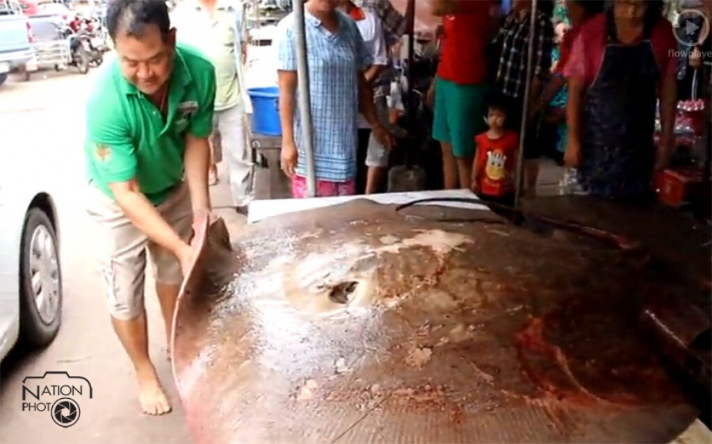 กระเบนน้ำจืดยักษ์ หนัก 200 กก. โผล่แม่น้ำโขง กระเบนน้ำจืดยักษ์ หนัก 200 กก. โผล่แม่น้ำโขง