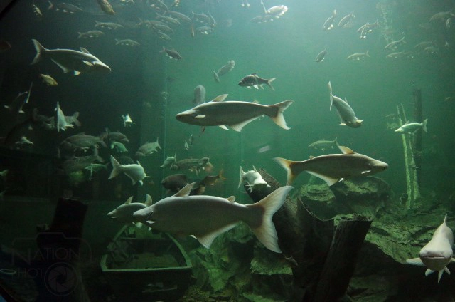ชมสถานแสดงพันธุ์สัตว์น้ำวังปลา