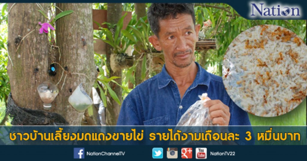 ชาวบ้านเลี้ยงมดแดงขายไข่ รายได้งามเดือนละ 3 หมื่นบาท ชาวบ้านเลี้ยงมดแดงขายไข่ รายได้งามเดือนละ 3 หมื่นบาท