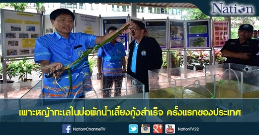 ชาวพังงาเพาะหญ้าทะเลในบ่อพักน้ำเลี้ยงกุ้งสำเร็จ ครั้งแรกของประเทศ ชาวพังงาเพาะหญ้าทะเลในบ่อพักน้ำเลี้ยงกุ้งสำเร็จ ครั้งแรกของประเทศ