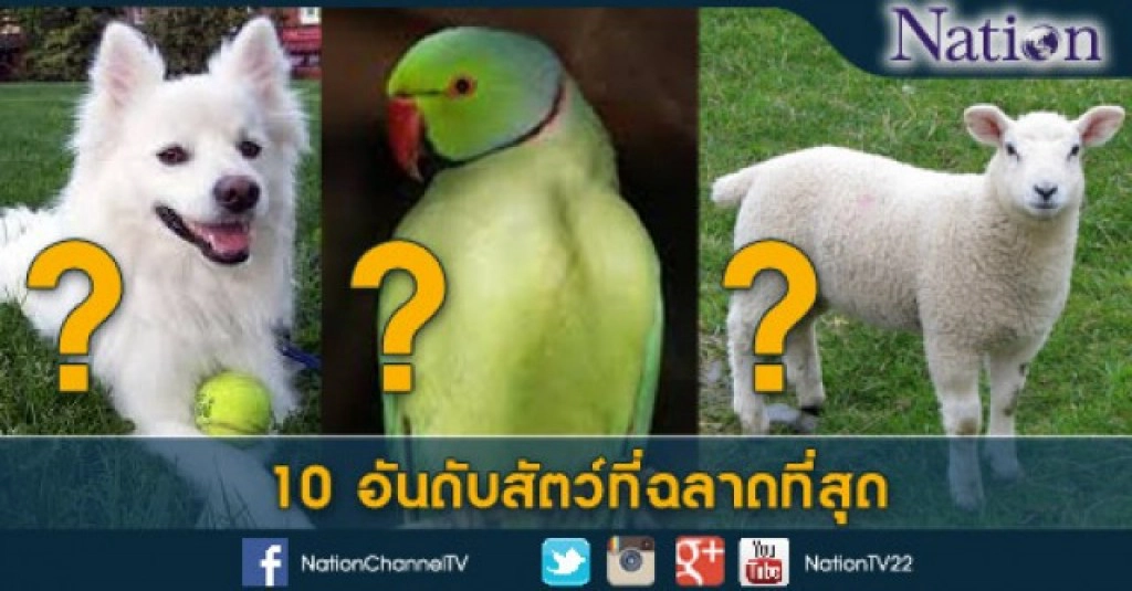 10 อันดับสัตว์ที่ฉลาดที่สุด 10 อันดับสัตว์ที่ฉลาดที่สุด